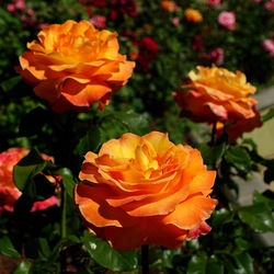 ROSETO. Fotografie di Giulio Azzarello &copy;2022.