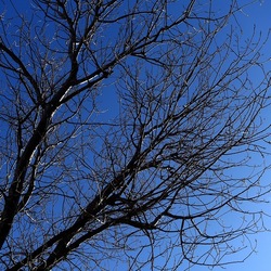 ALBERI. Fotografie di Giulio Azzarello &copy;2024.