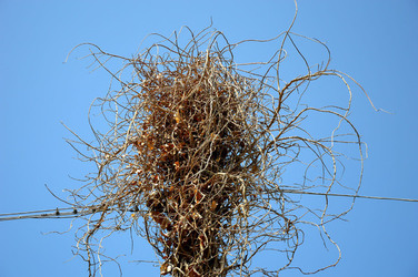 GRANDE NIDO spontaneo in campagna. Fotografie di Giulio Azzarello &copy;2014.