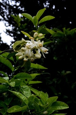 ZAGARA. Fotografie di Giulio Azzarello ©2022. ZAGARA. Fotografie di Giulio Azzarello ©2022.