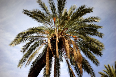 VILLA BONANNO a Palermo. Fotografie di Giulio Azzarello &copy;2016.