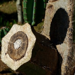 GIARDINO SICILIANO. Fotografie di Giulio Azzarello ©2022. GIARDINO SICILIANO. Fotografie di Giulio Azzarello ©2022.