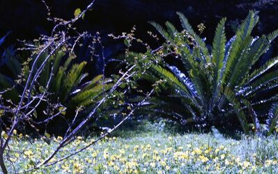 ORTO BOTANICO di Palermo. Fotografie di Giulio Azzarello ©2021.