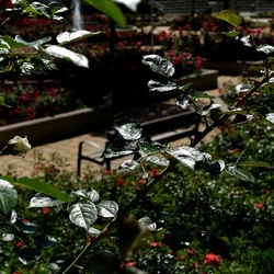 ROSETO. Fotografie di Giulio Azzarello &copy;2022.