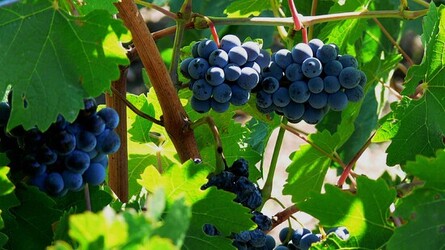 VIGNETO tipico siciliano a Salemi panoramiche e particolari. Fotografie di Giulio Azzarello &copy;2014.