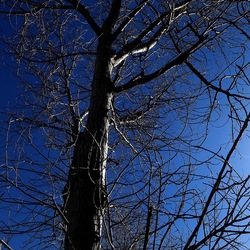 ALBERI. Fotografie di Giulio Azzarello &copy;2024.