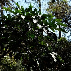 ORTO BOTANICO DI PALERMO. Fotografie di Giulio Azzarello ©2022. ORTO BOTANICO DI PALERMO. Fotografie di Giulio Azzarello ©2022.