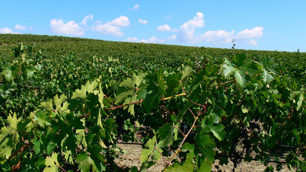VIGNETO tipico siciliano a Salemi panoramiche e particolari. Fotografie di Giulio Azzarello &copy;2014.