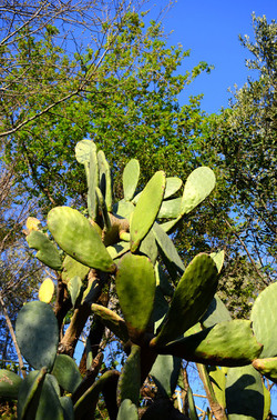 GOLE DELL ALCANTARA in Sicilia. Fotografie di Giulio Azzarello &copy;2016.