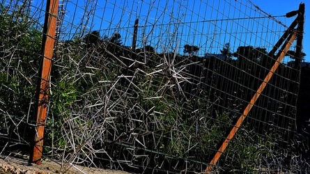 CAPO RAMA riserva naturale Terrasini. Fotografie di Giulio Azzarello &copy;2020.