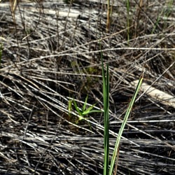 SELINUNTE. Fotografie di Giulio Azzarello ©2022. SELINUNTE. Fotografie di Giulio Azzarello ©2022.