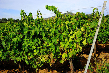 CAMPAGNA SICILIANA. Fotografie di Giulio Azzarello &copy;2016.