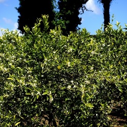 GIARDINO SICILIANO. Fotografie di Giulio Azzarello &copy;2024.