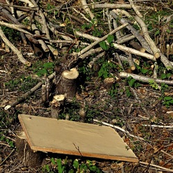 RAMI E ROVI. Fotografie di Giulio Azzarello ©2023. RAMI E ROVI. Fotografie di Giulio Azzarello ©2023.