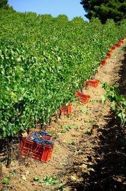 VENDEMMIA a S.Cristina Gela in Sicilia. Fotografie di Giulio Azzarello &copy;2016.