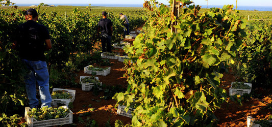 VENDEMMIA a Mazzara del Vallo in Sicilia con i contadini. Fotografie di Giulio Azzarello ©2016. VENDEMMIA a Mazzara del Vallo in Sicilia con i contadini. Fotografie di Giulio Azzarello ©2016.