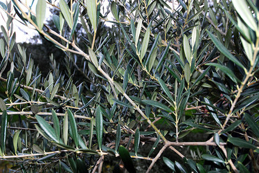 TIPICO FRANTOIO fotografie di Giulio Azzarello ©2014. TIPICO FRANTOIO fotografie di Giulio Azzarello ©2014.