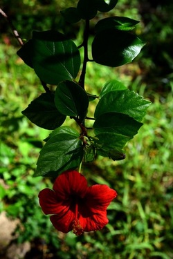 GIARDINO SICILIANO fotografie di Giulio Azzarello &copy;2020.