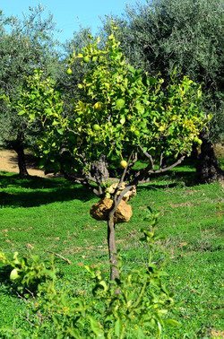 ULIVETO in autunno. Fotografie di Giulio Azzarello ©2014. ULIVETO in autunno. Fotografie di Giulio Azzarello ©2014.