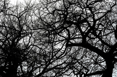 ORTO BOTANICO di Palermo in inverno. Fotografie di Giulio Azzarello &copy;2016.