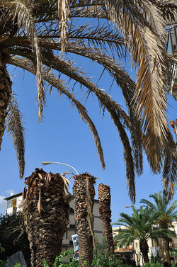 IL COLEOTTERO ROSSO e la moritura delle palme. Fotografie di Giulio Azzarello &copy;2014.