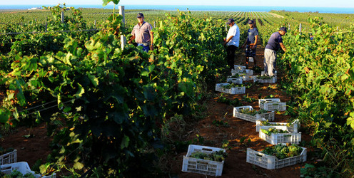 VENDEMMIA a Mazzara del Vallo in Sicilia con i contadini. Fotografie di Giulio Azzarello ©2016. VENDEMMIA a Mazzara del Vallo in Sicilia con i contadini. Fotografie di Giulio Azzarello ©2016.
