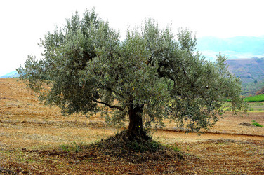 CAMPAGNA SICILIANA. Fotografie di Giulio Azzarello &copy;2016.