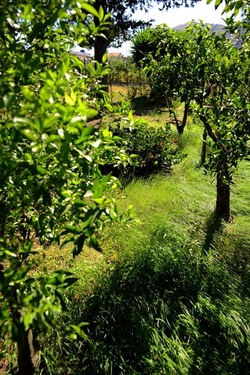 GIARDINO SICILIANO fotografie di Giulio Azzarello ©2021. GIARDINO SICILIANO fotografie di Giulio Azzarello ©2021.