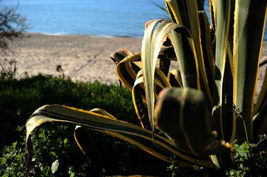 AGAVE selvatica sul mare in Sicilia a Cefalù. Fotografie di Giulio Azzarello ©2014. AGAVE selvatica sul mare in Sicilia a Cefalù. Fotografie di Giulio Azzarello ©2014.
