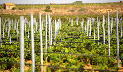 VIGNETO GIOVANE in Sicilia fotografie di Giulio Azzarello &copy;2016.