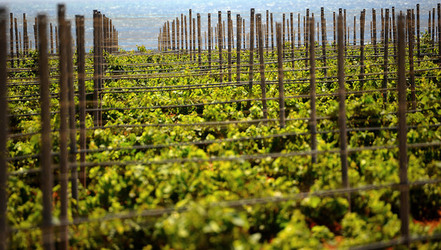 VIGNETO GIOVANE in Sicilia fotografie di Giulio Azzarello &copy;2016.