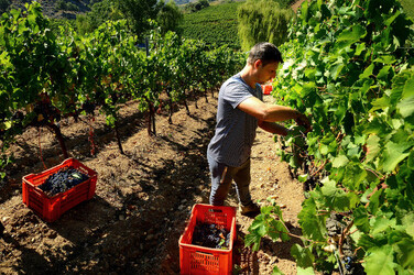 VENDEMMIA a S.Cristina Gela i coltivatori. Fotografie di Giulio Azzarello ©2016. VENDEMMIA a S.Cristina Gela i coltivatori. Fotografie di Giulio Azzarello ©2016.