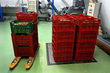 TIPICO FRANTOIO fotografie di Giulio Azzarello ©2014. TIPICO FRANTOIO fotografie di Giulio Azzarello ©2014.