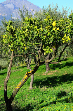ULIVETO in autunno. Fotografie di Giulio Azzarello ©2014. ULIVETO in autunno. Fotografie di Giulio Azzarello ©2014.