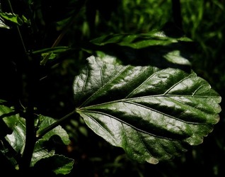 HABITAT NATURA in campagna. Fotografie di Giulio Azzarello ©2015 2016. HABITAT NATURA in campagna. Fotografie di Giulio Azzarello ©2015 2016.
