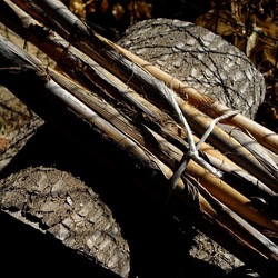 RAMI E ROVI. Fotografie di Giulio Azzarello ©2023. RAMI E ROVI. Fotografie di Giulio Azzarello ©2023.