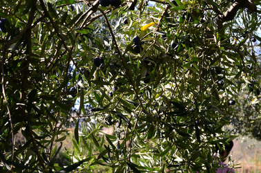 ULIVETO in autunno. Fotografie di Giulio Azzarello ©2014. ULIVETO in autunno. Fotografie di Giulio Azzarello ©2014.