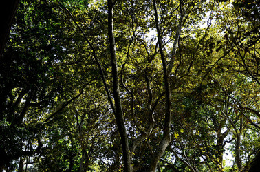 GIARDINI della BIENNALE a Venezia. Foto di Giulio Azzarello &copy;2015 2016.