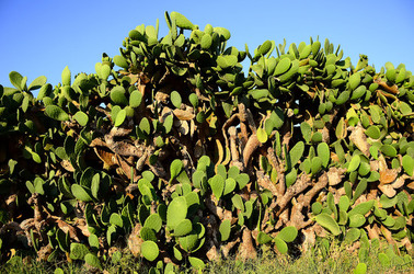 ISOLA DI USTICA la natura. Fotografie di Giulio Azzarello &copy;2016.