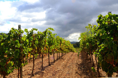VENDEMMIA di AUTUNNO a S.Cristina Gela in Sicilia. Fotografie di Giulio Azzarello &copy;2016.