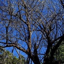 ORTO BOTANICO DI PALERMO. Fotografie di Giulio Azzarello ©2022. ORTO BOTANICO DI PALERMO. Fotografie di Giulio Azzarello ©2022.