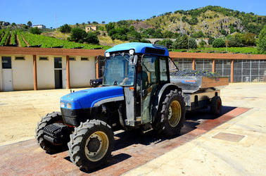 AZIENDA VITIVINICOLA in Sicilia. Fotografie di Giulio Azzarello ©2016. AZIENDA VITIVINICOLA in Sicilia. Fotografie di Giulio Azzarello ©2016.