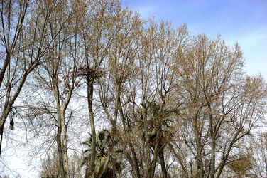VILLA BONANNO a Palermo. Fotografie di Giulio Azzarello &copy;2016.