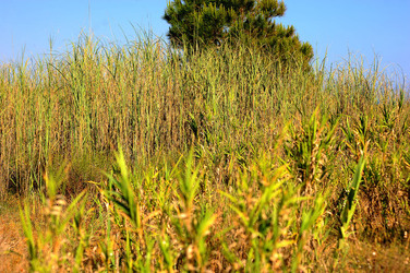 CANNETI in SICILIA. Fotografie di Giulio Azzarello &copy;2016.