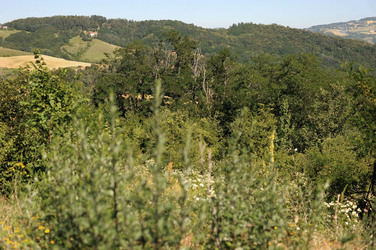IL PARCO DELLA MEMORIA DI MONTESOLE Marzabotto . Fotografie di Giulio Azzarello &copy;2014.