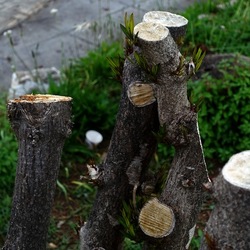 TRONCHI. Fotografie di Giulio Azzarello ©2022.