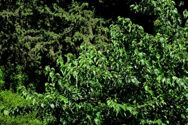 GIARDINO SICILIANO fotografie di Giulio Azzarello ©2021. GIARDINO SICILIANO fotografie di Giulio Azzarello ©2021.