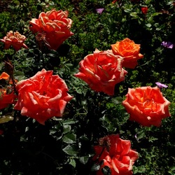 ROSETO. Fotografie di Giulio Azzarello &copy;2022.