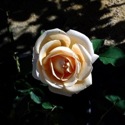 ORTO BOTANICO di PALERMO. Fotografie di Giulio Azzarello ©2019.