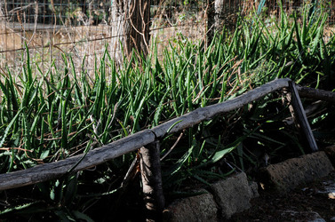 LUIGI PIRANDELLO il parco e la casa museo. Fotografie di Giulio Azzarello ©2014.